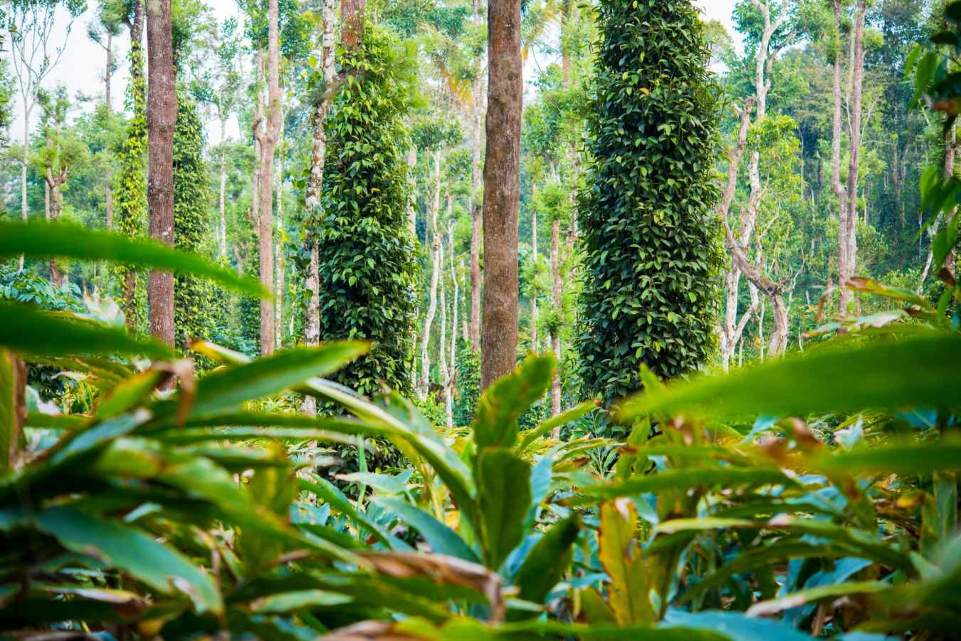 Cardamom Plantation - Kerala and the Maldives