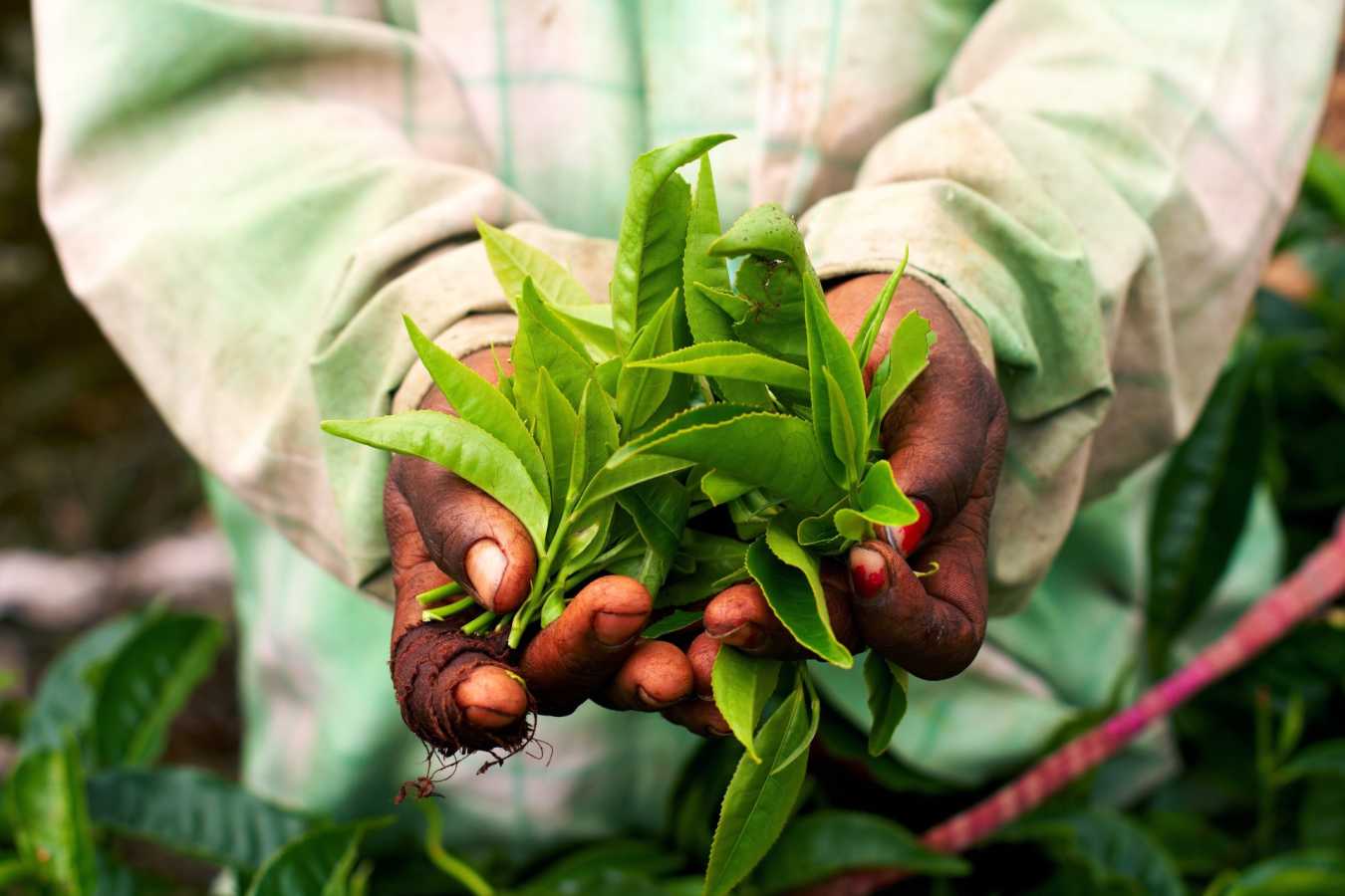 Tea - Treasures of Cochin & Tamil Nadu