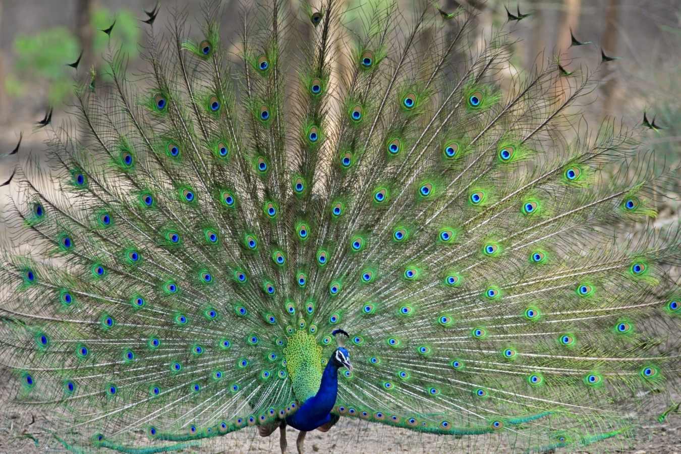 Peacock in Ranthambore -
