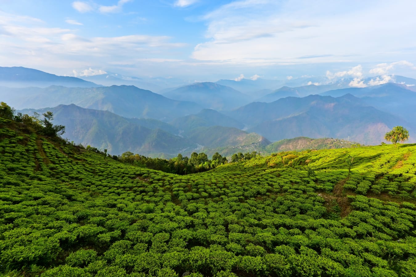 Darjeeling 