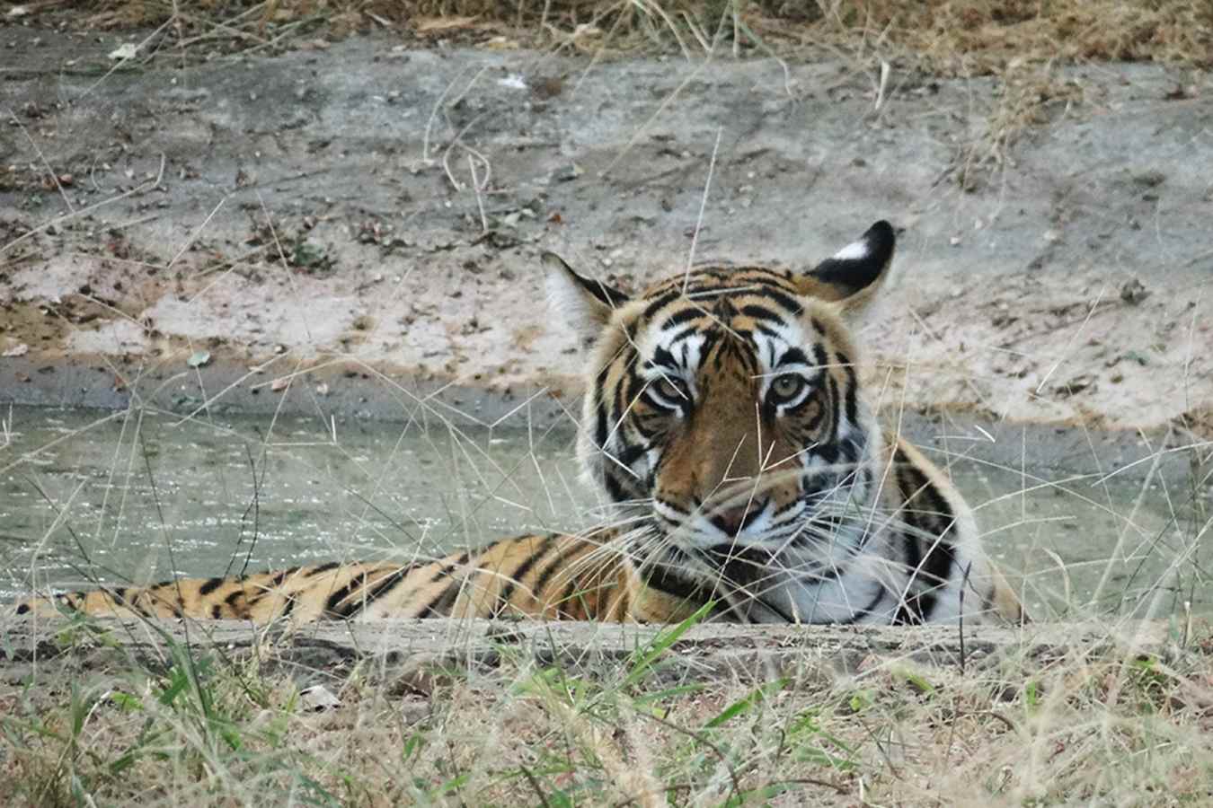 Ranthambore National Park