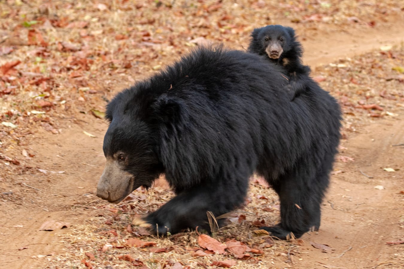 Sloth Bear- Satpura National Park 