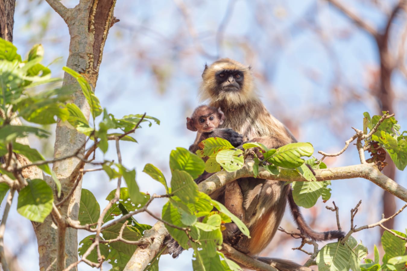 Monkey - Satpura National Park  