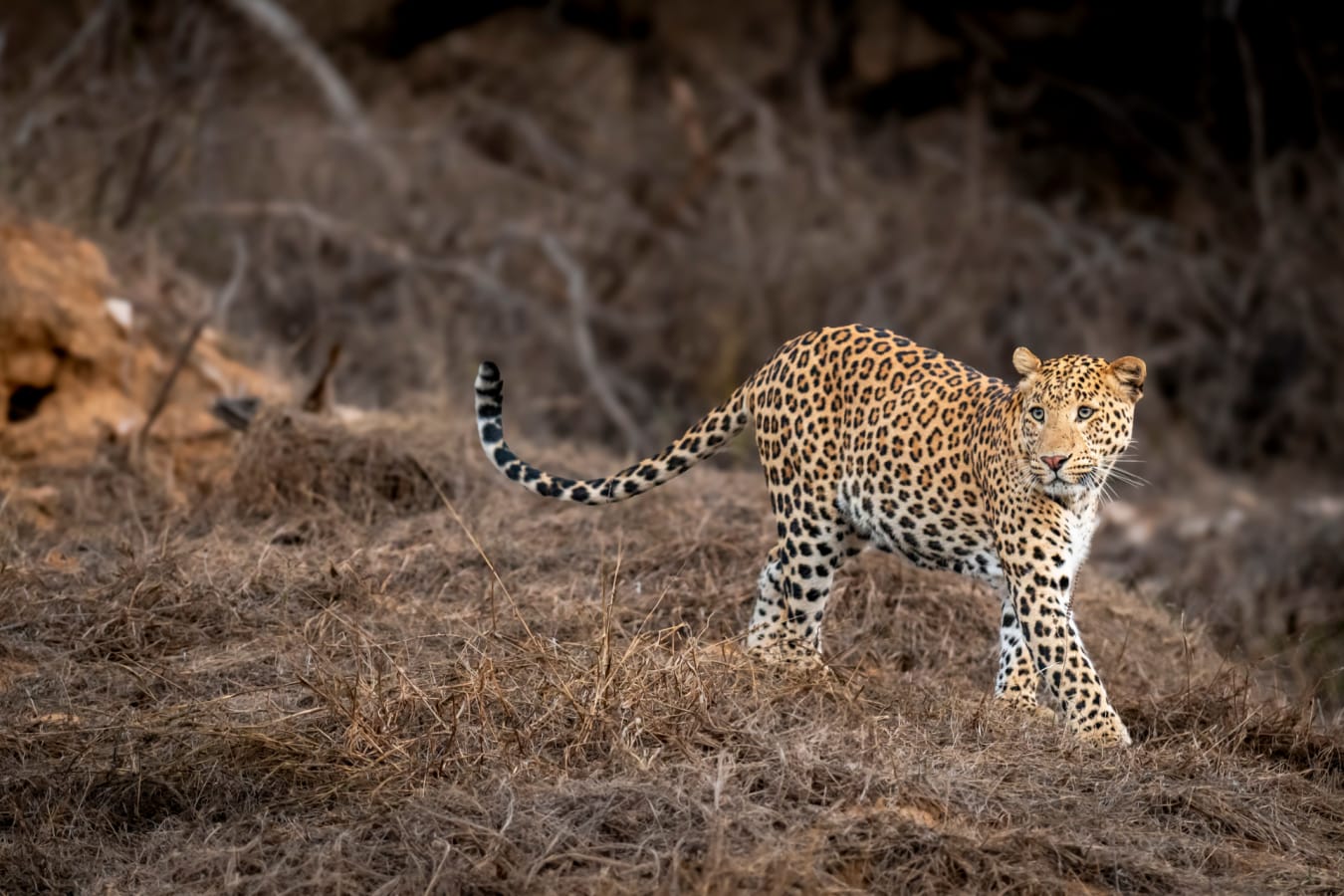 Leopards - Satpura National Park  