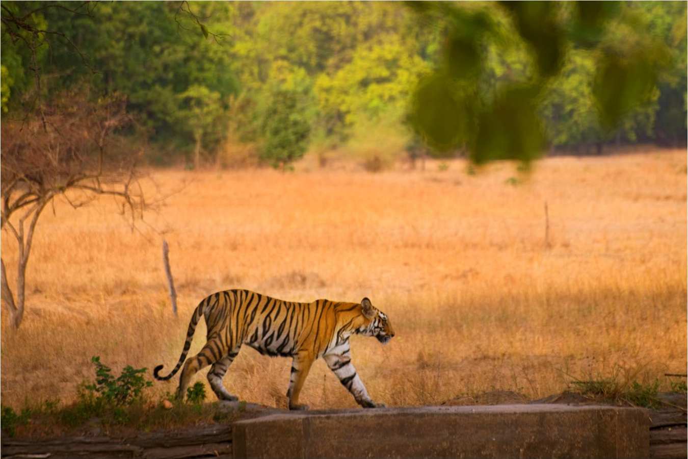 Tiger India  