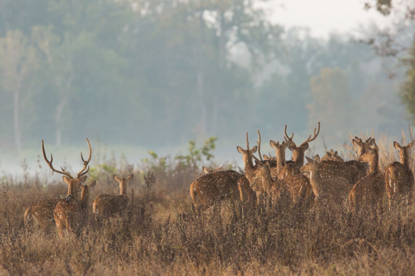 Deers - Central India