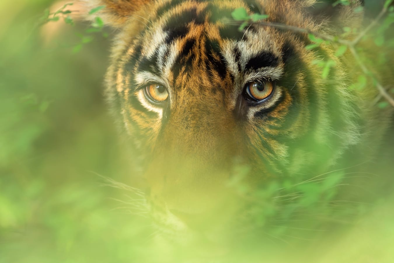 Tiger up close