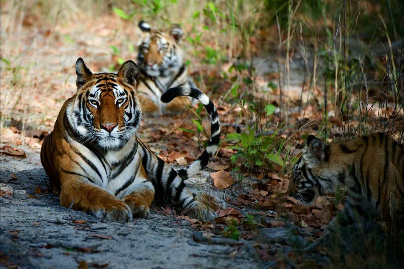 Wild India