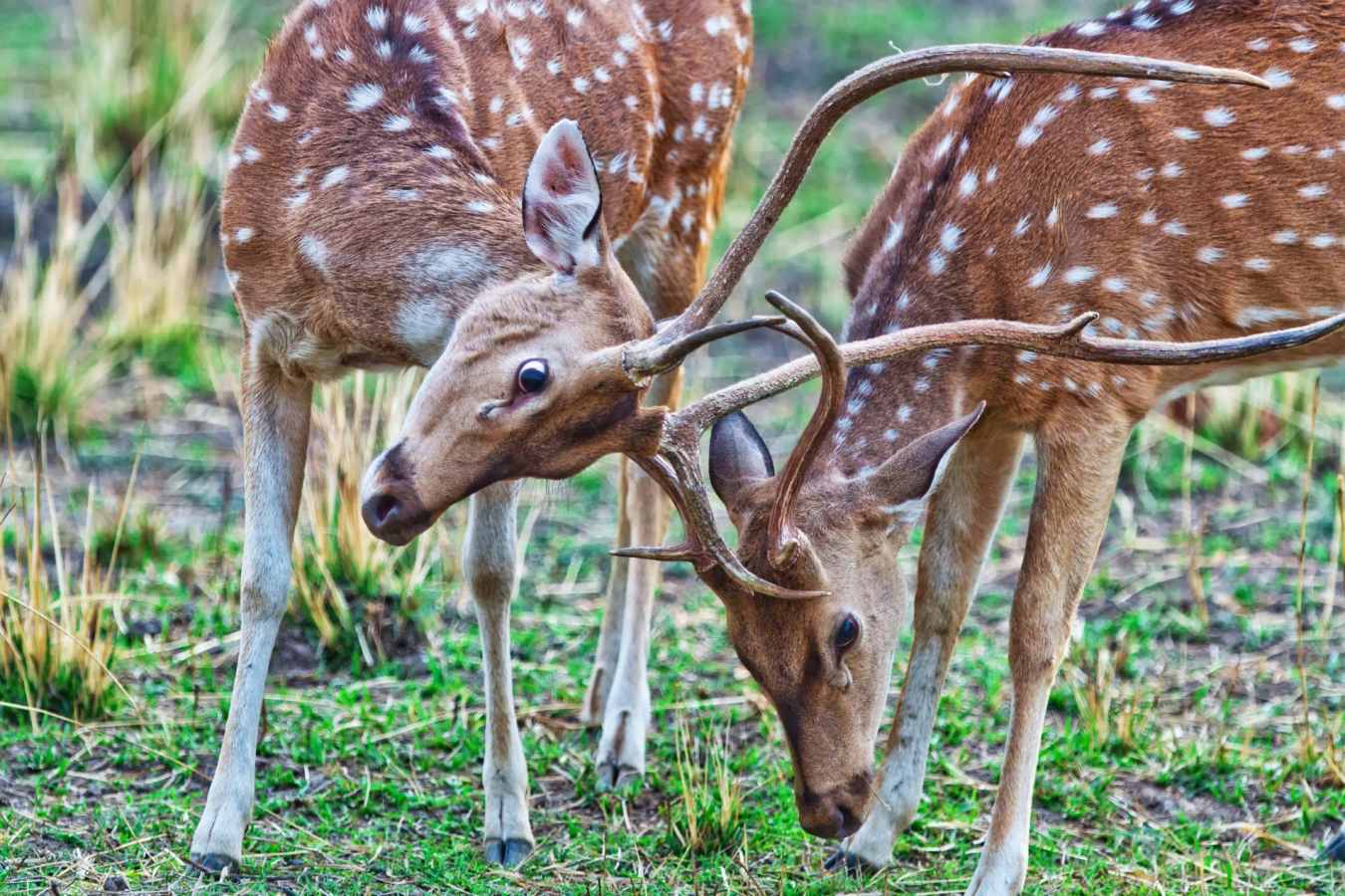 Wild India