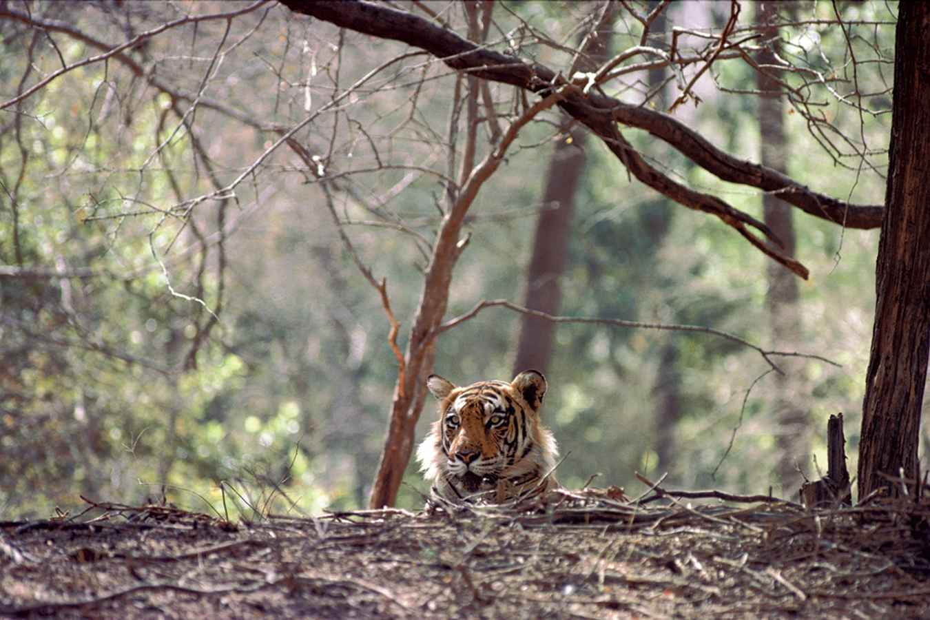 Wild India