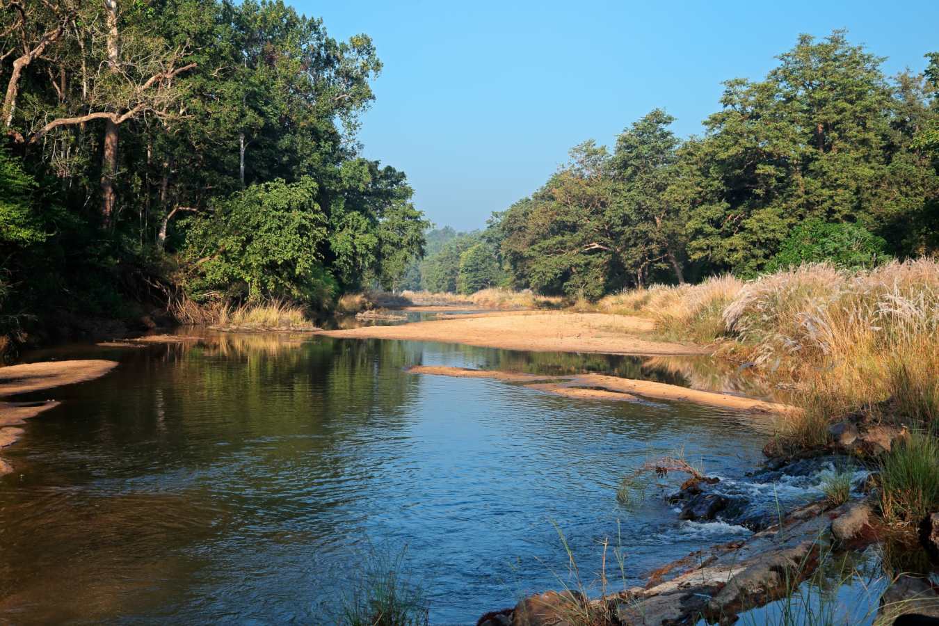 Wild India