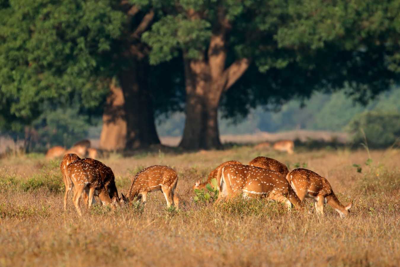 Wild India