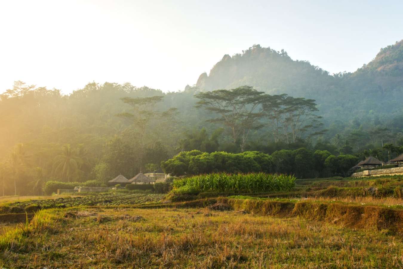 Paddy Fields - Amanjiwo