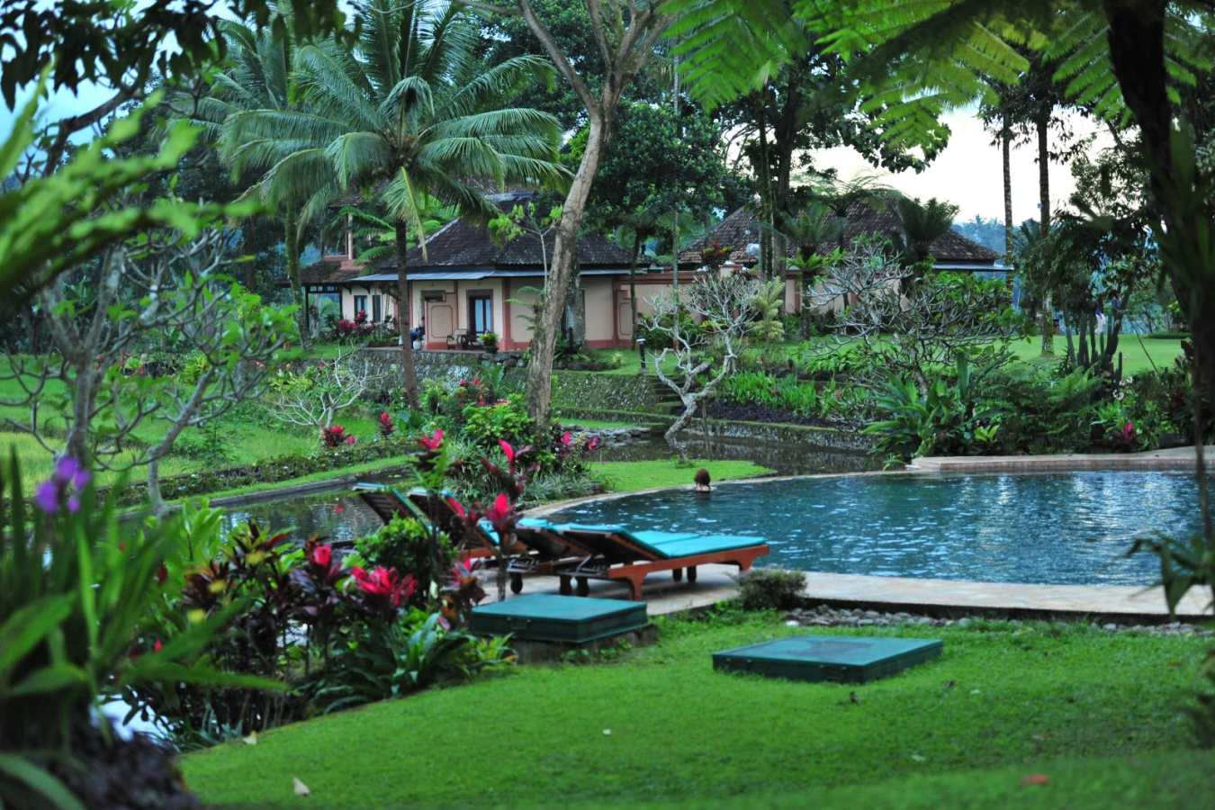 Swimming Pool - Ijen Resort