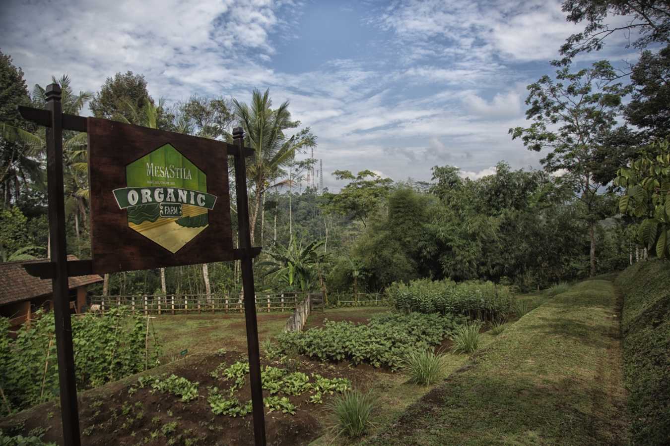 Organic Vegetable Garden - MesaStila