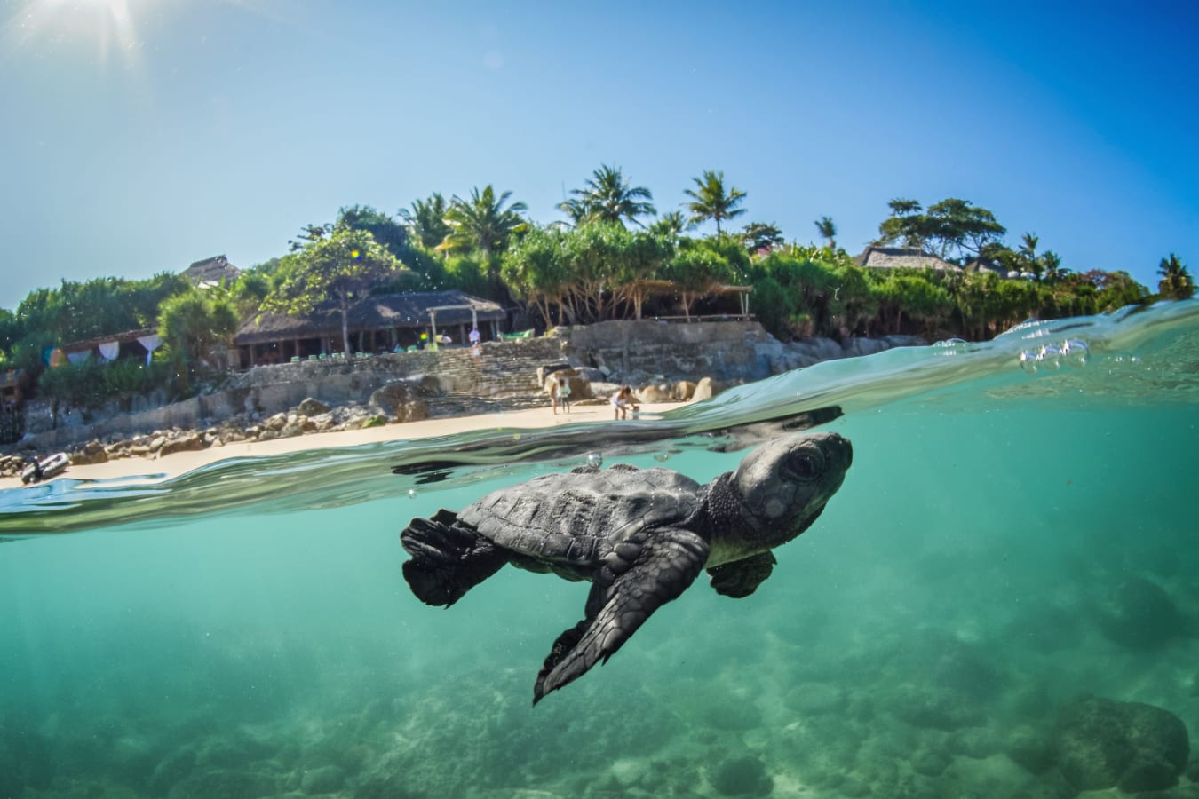 Turtle in the Ocean at Sumba Island