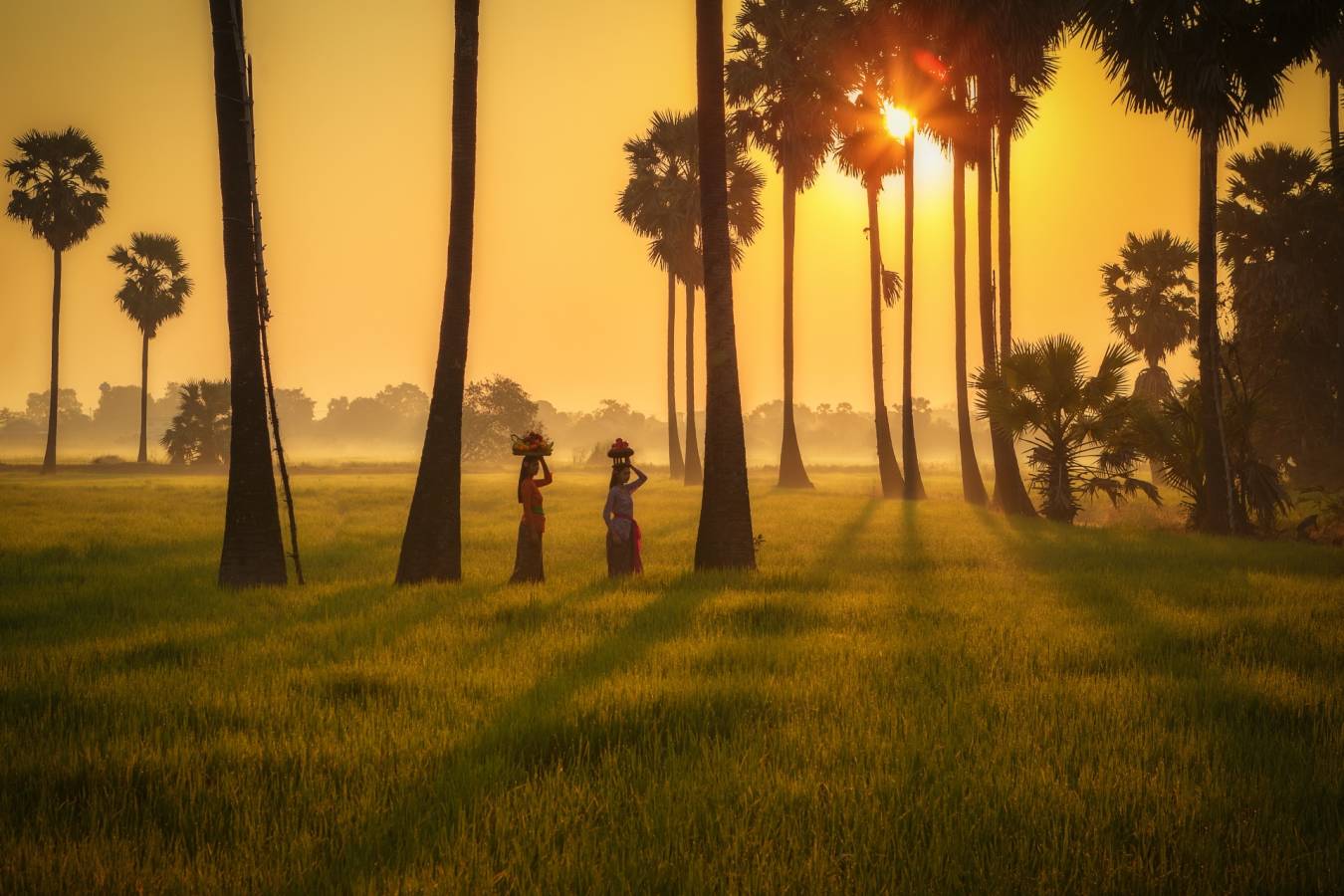 Bali's Rice Paddies at Sunset  - Bali for Families