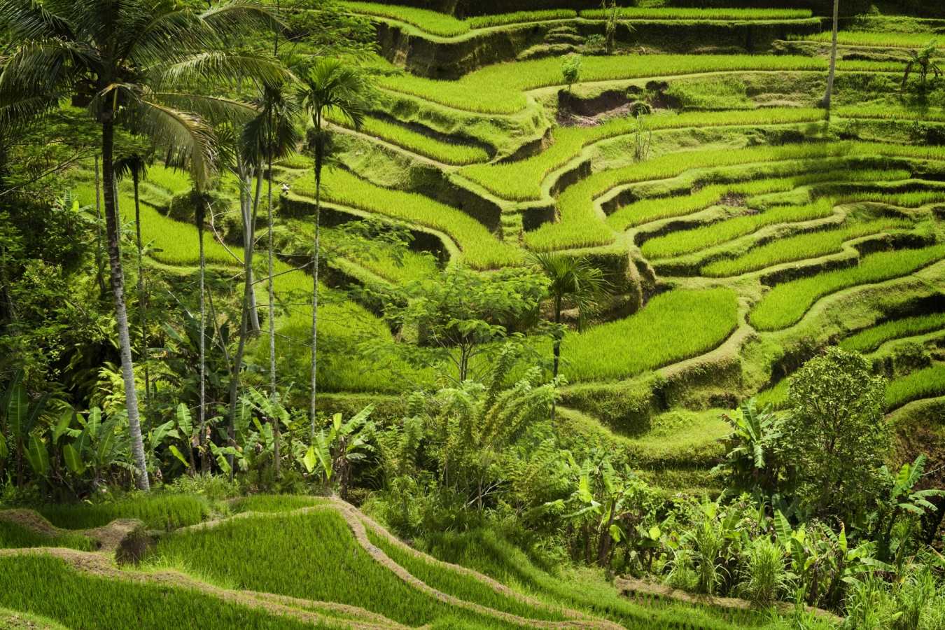 Ubud