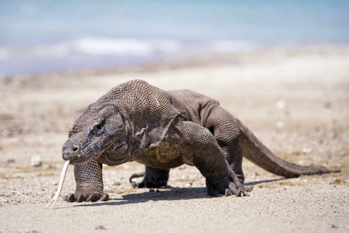 Komodo Dragon