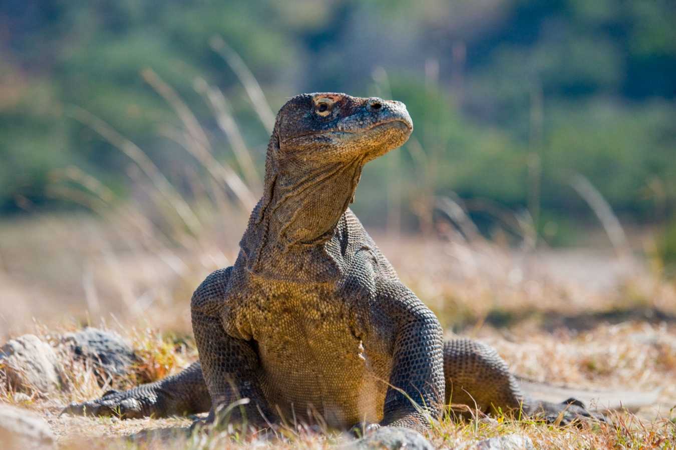 Komodo Dragon