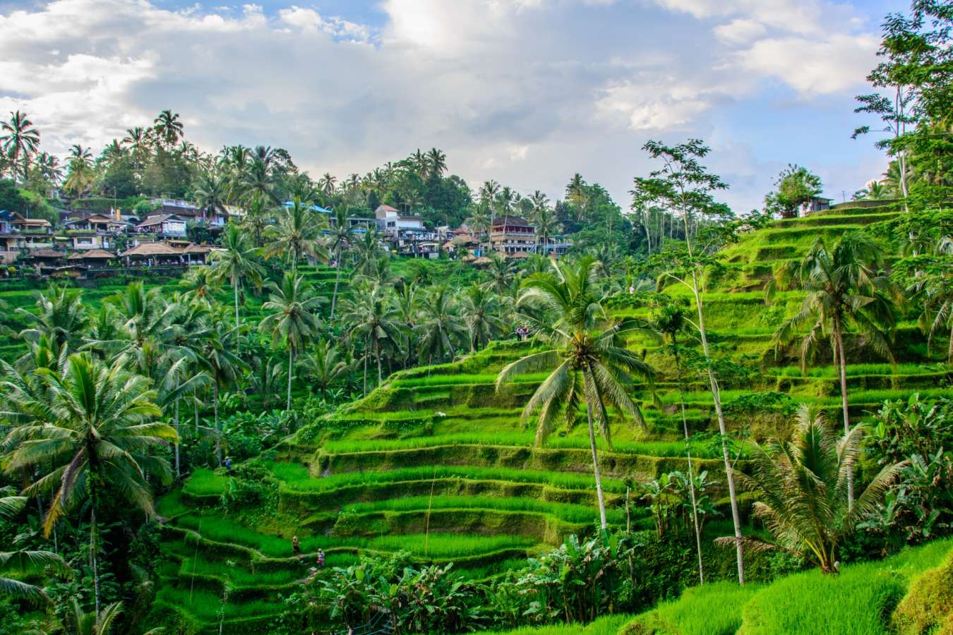 Rice Terraces