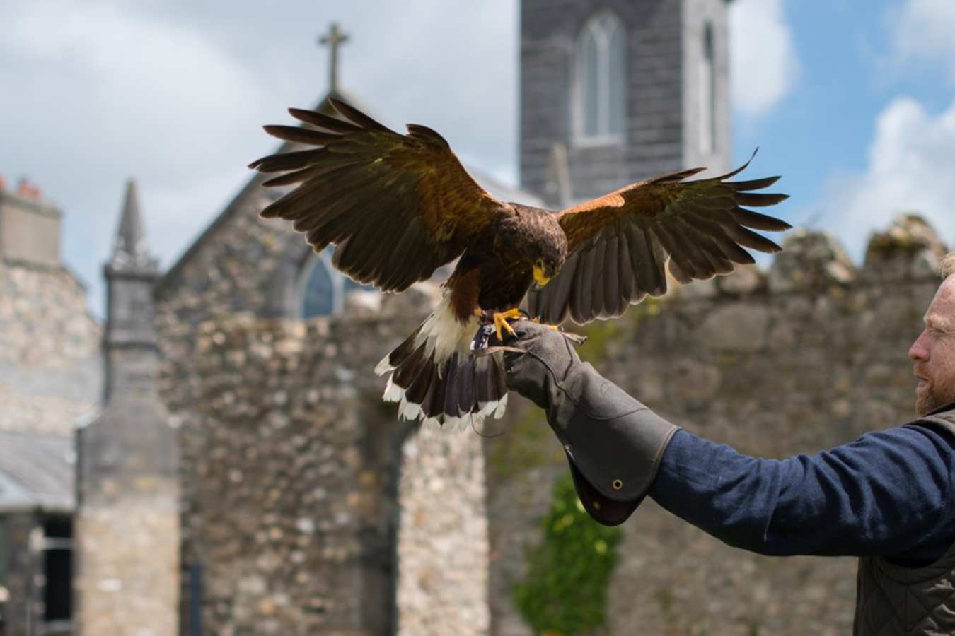 Falconry 