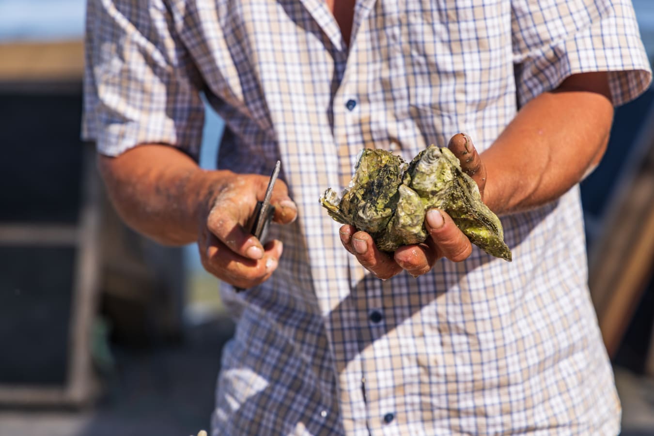 Oysters  