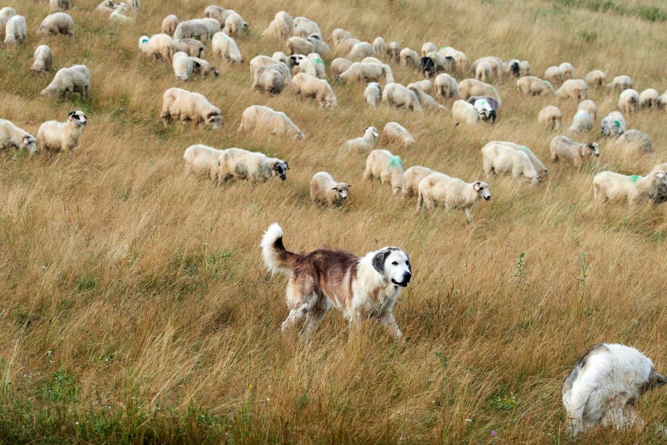 Sheepdog 