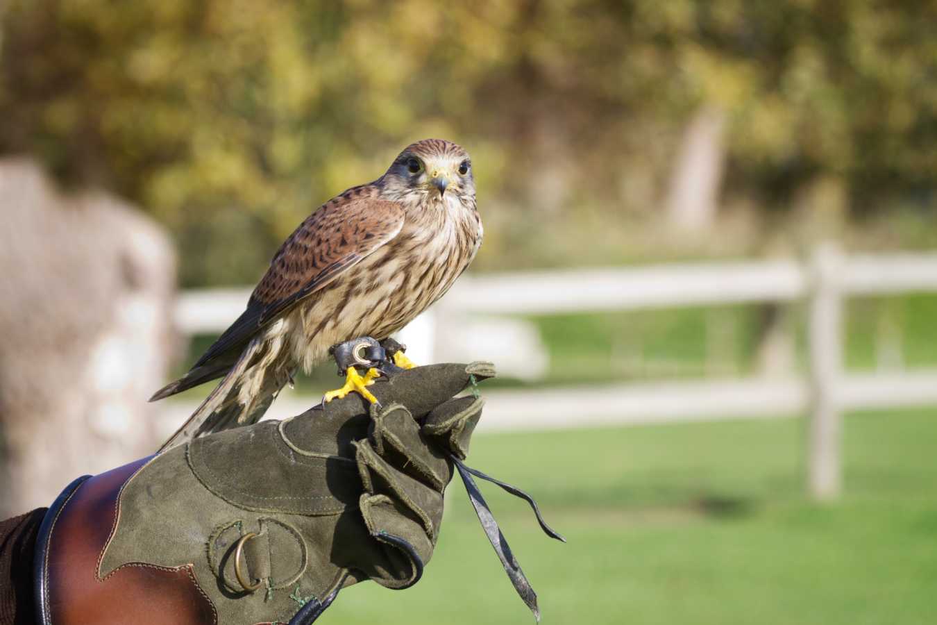 Falconry