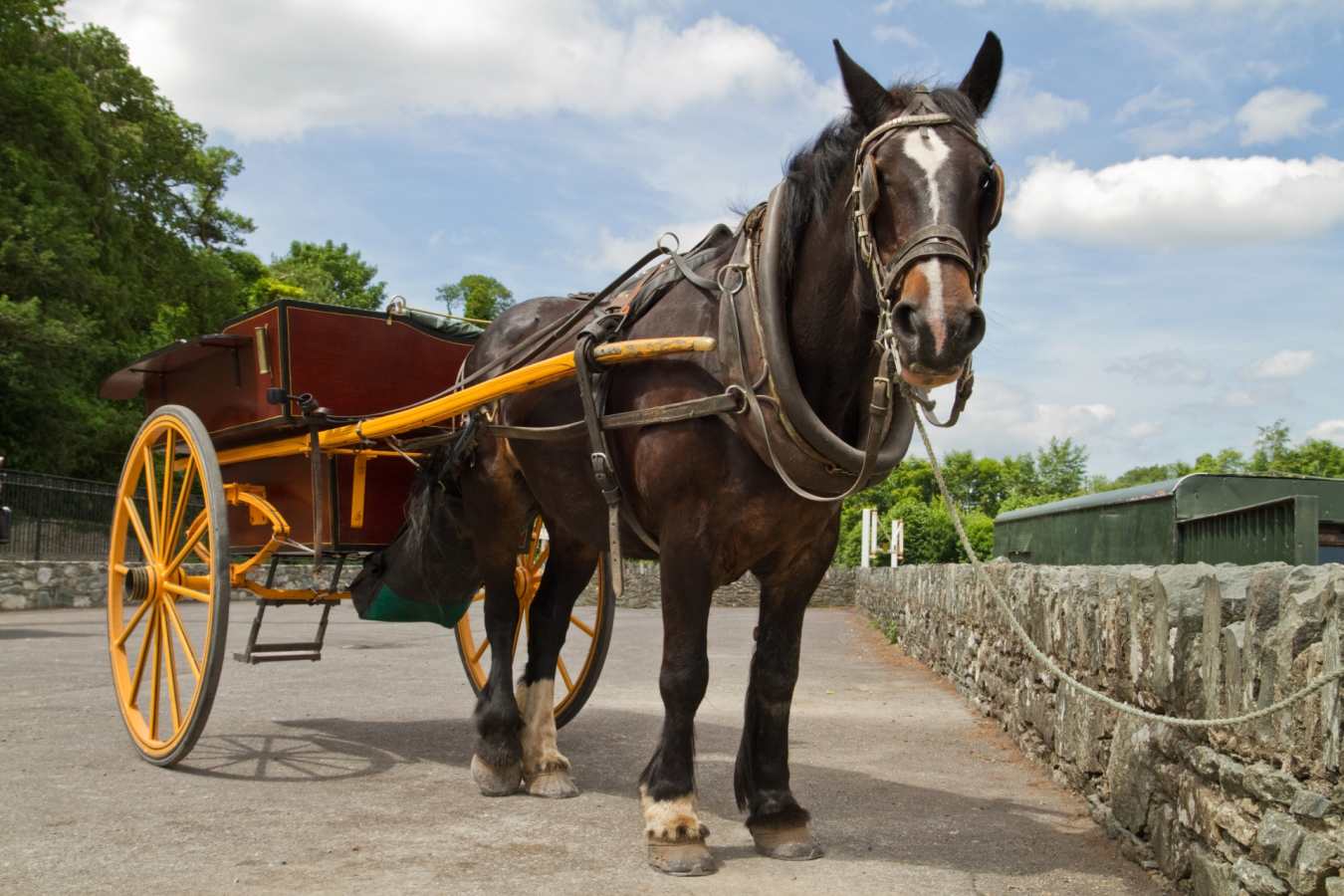 Horse and Carriage
