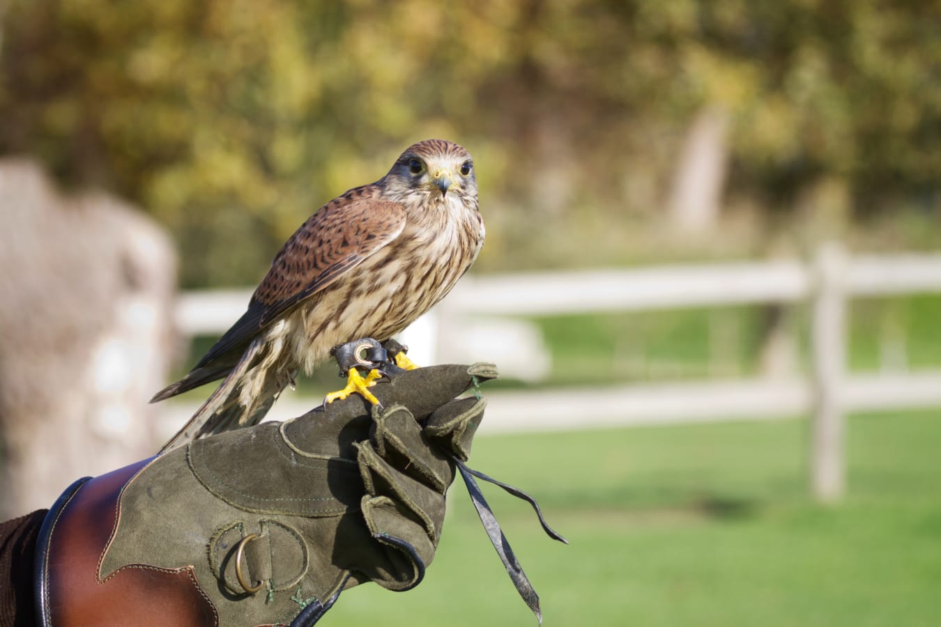 Falconery 