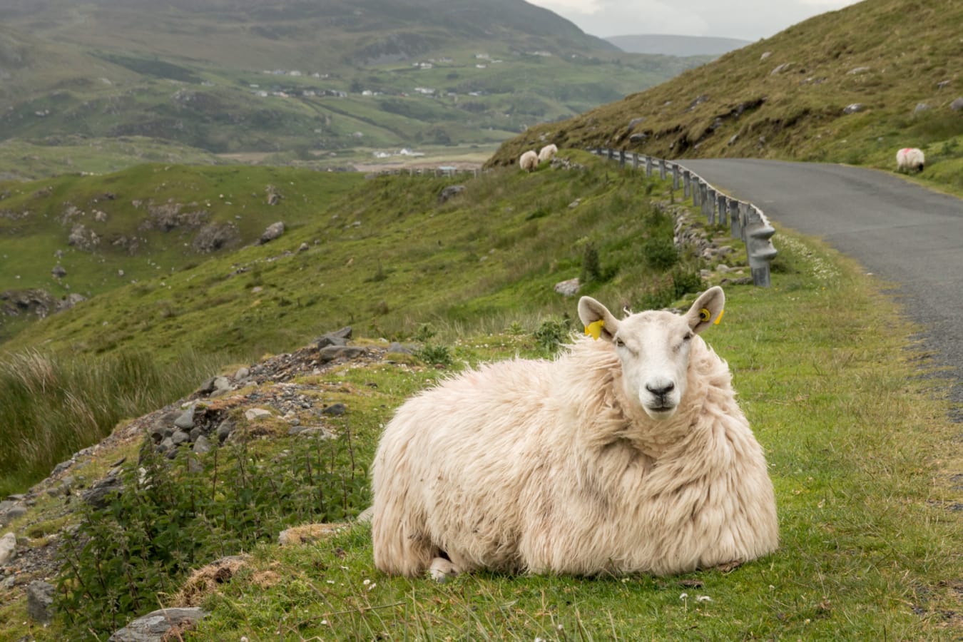Sheep 