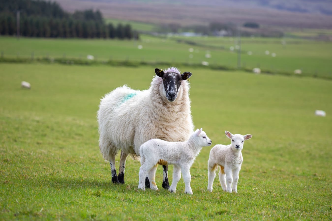Sheeps 