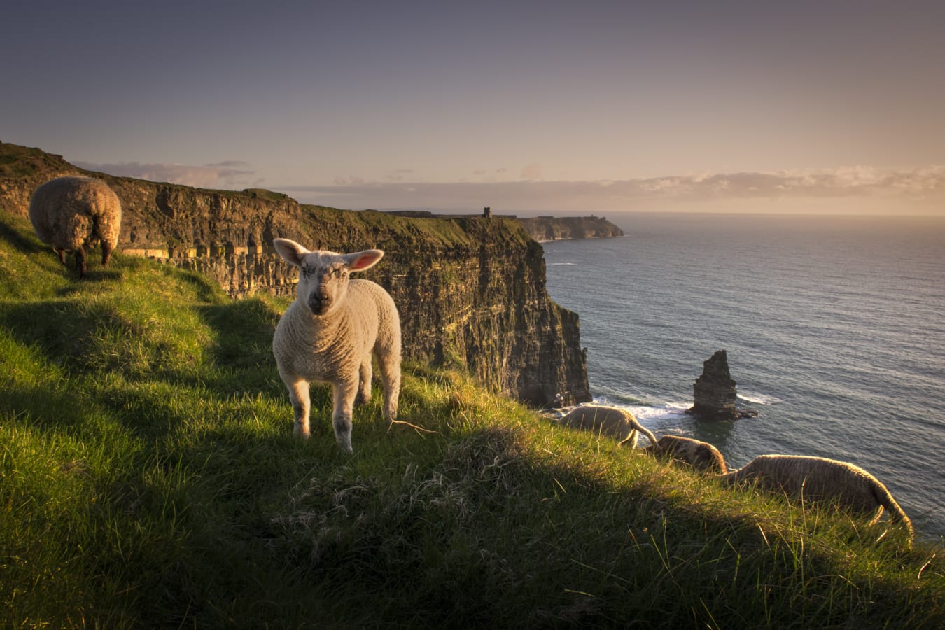 Sheep 