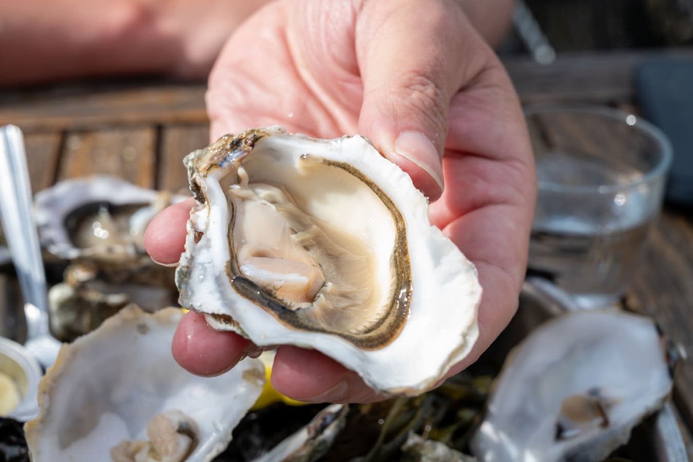 Oysters 