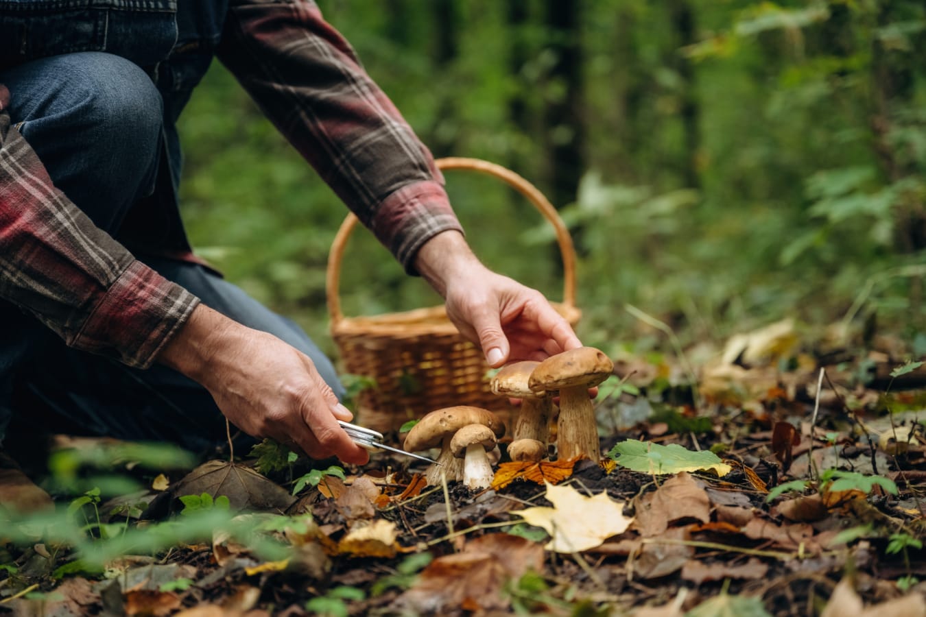 Foraging 