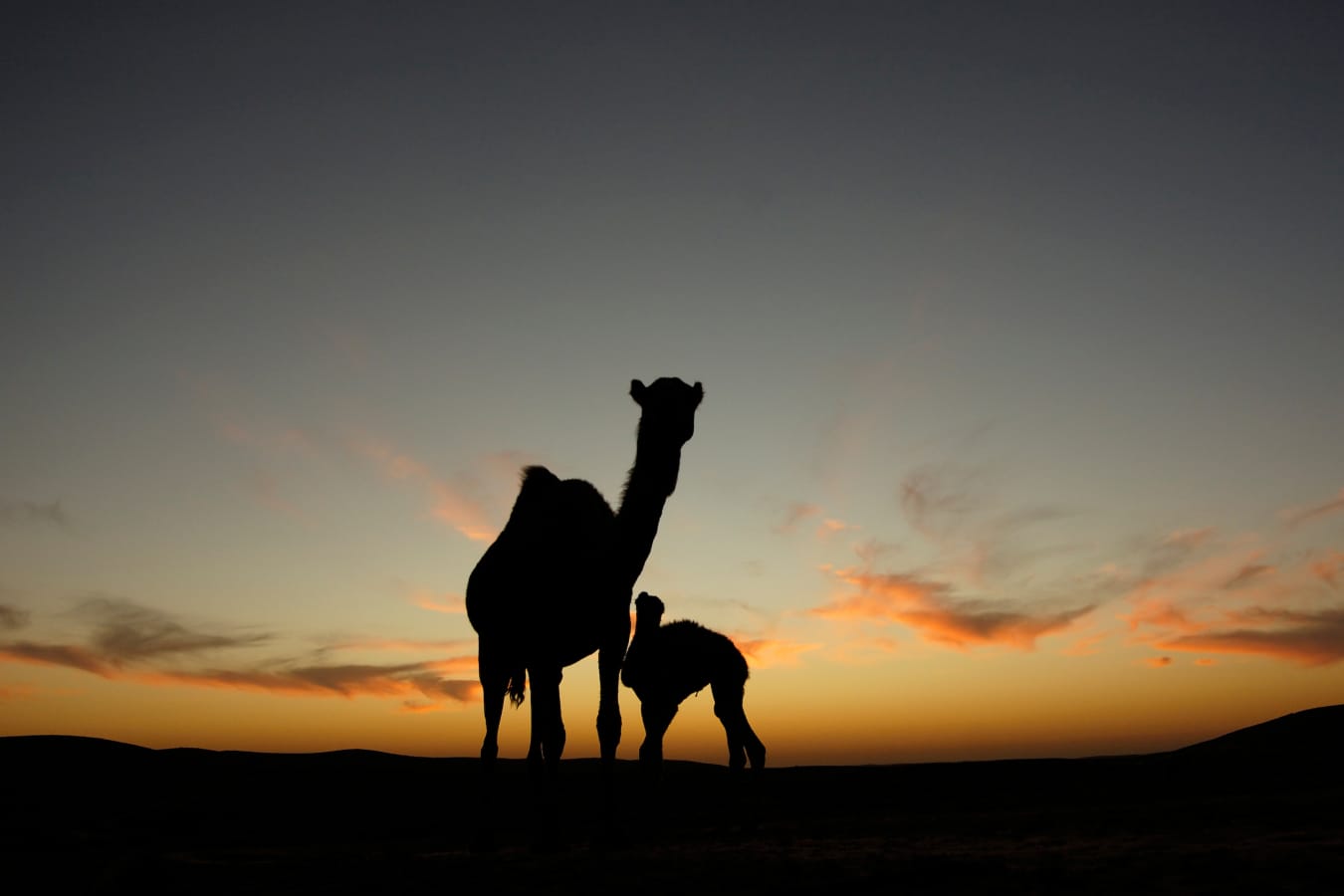 Negev Desert