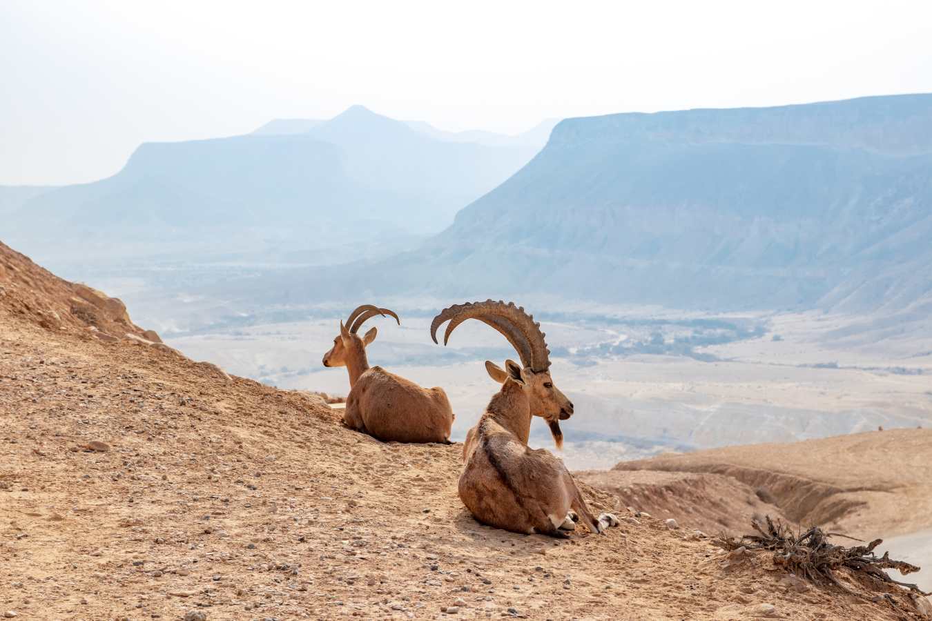 Negev Desert