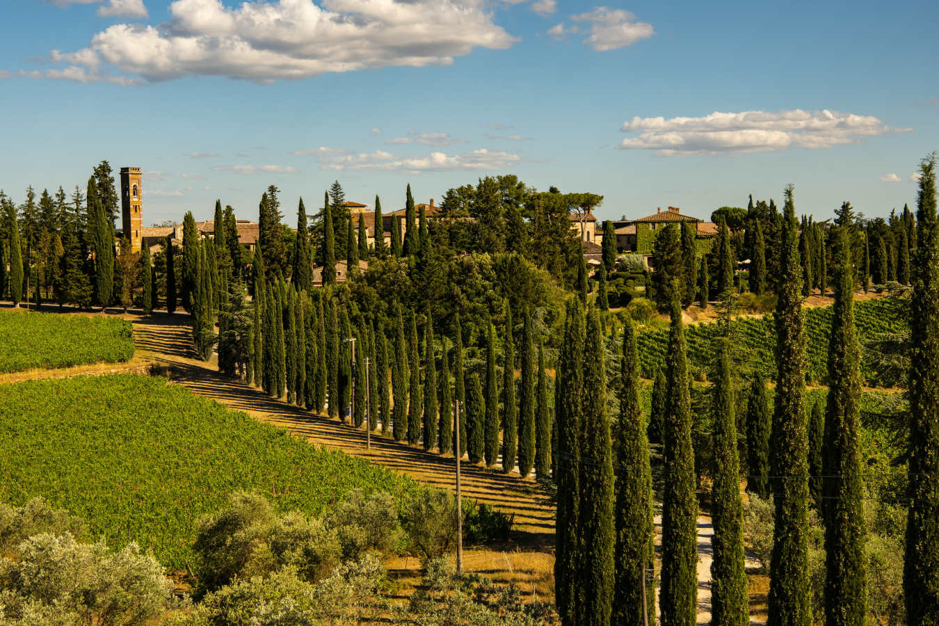 Overview Vineyard