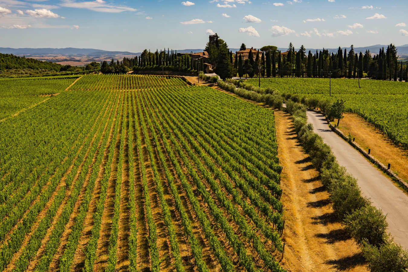Panoramic Vineyards