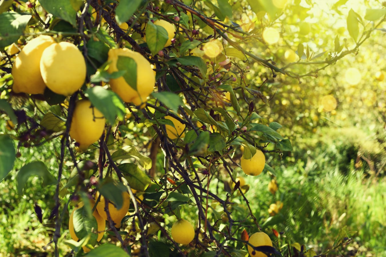 lemon