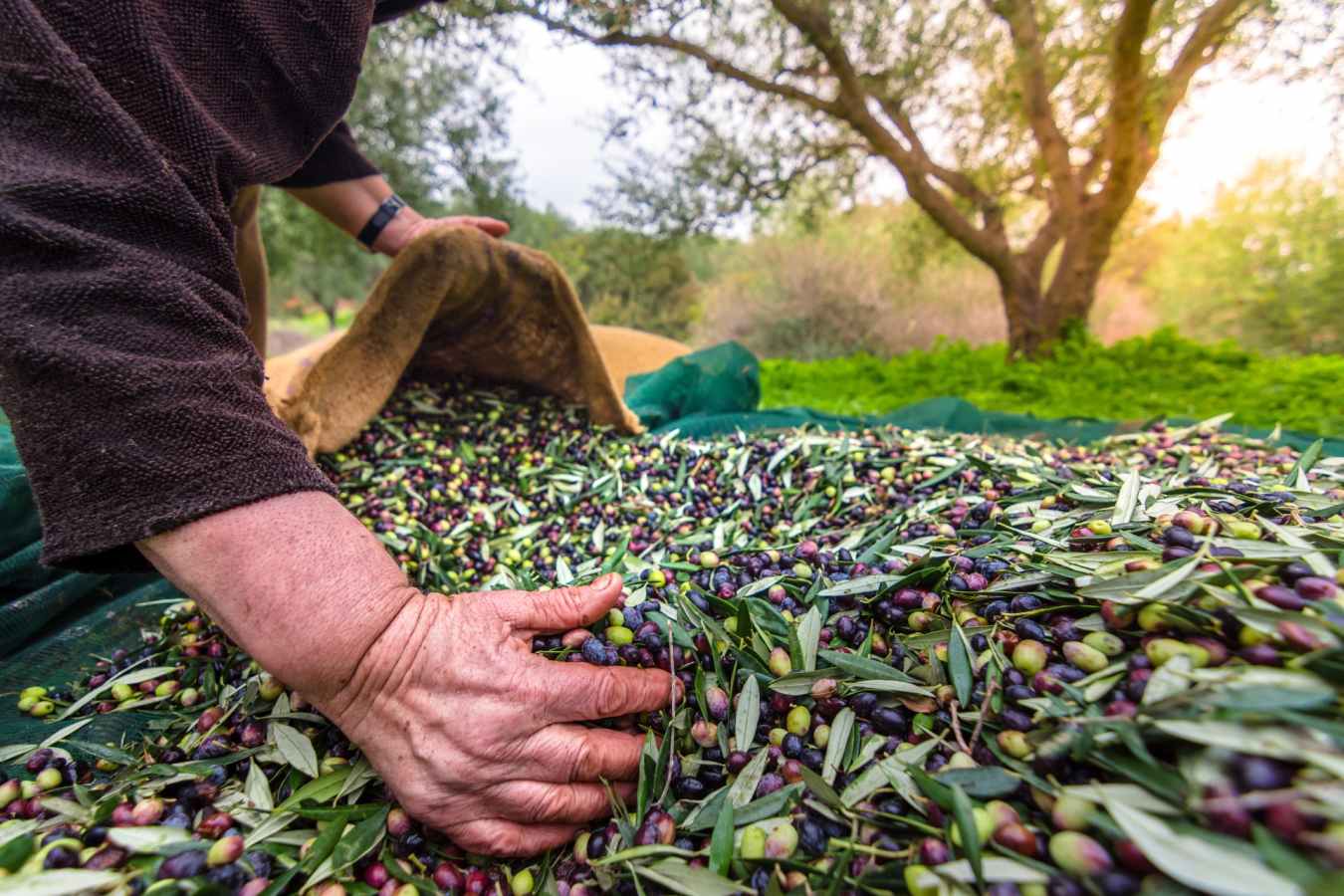 Olive oil farm