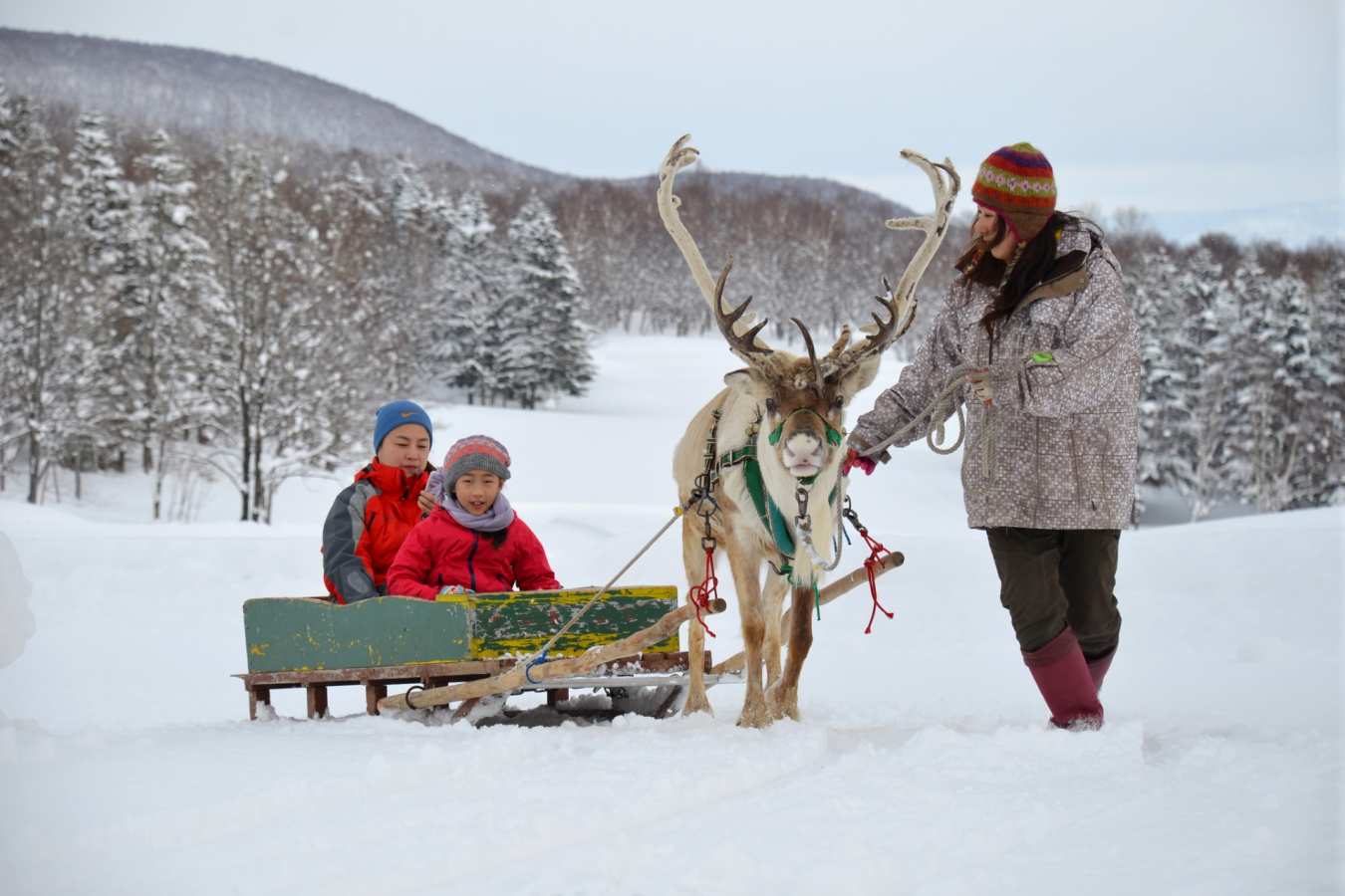 Reindeer rides - Hakuchozan