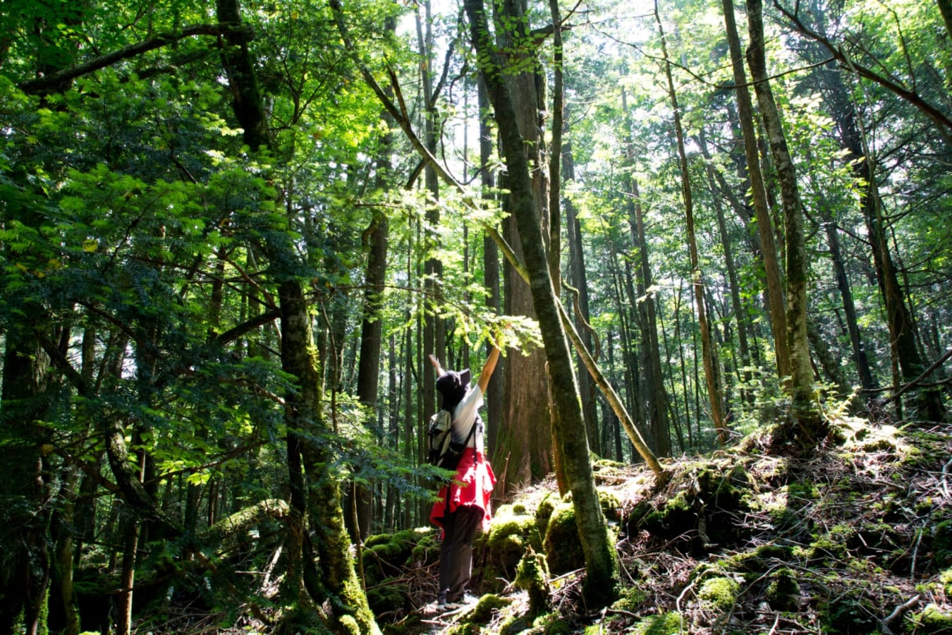 Forest - Hanz Outdoor Resort  
