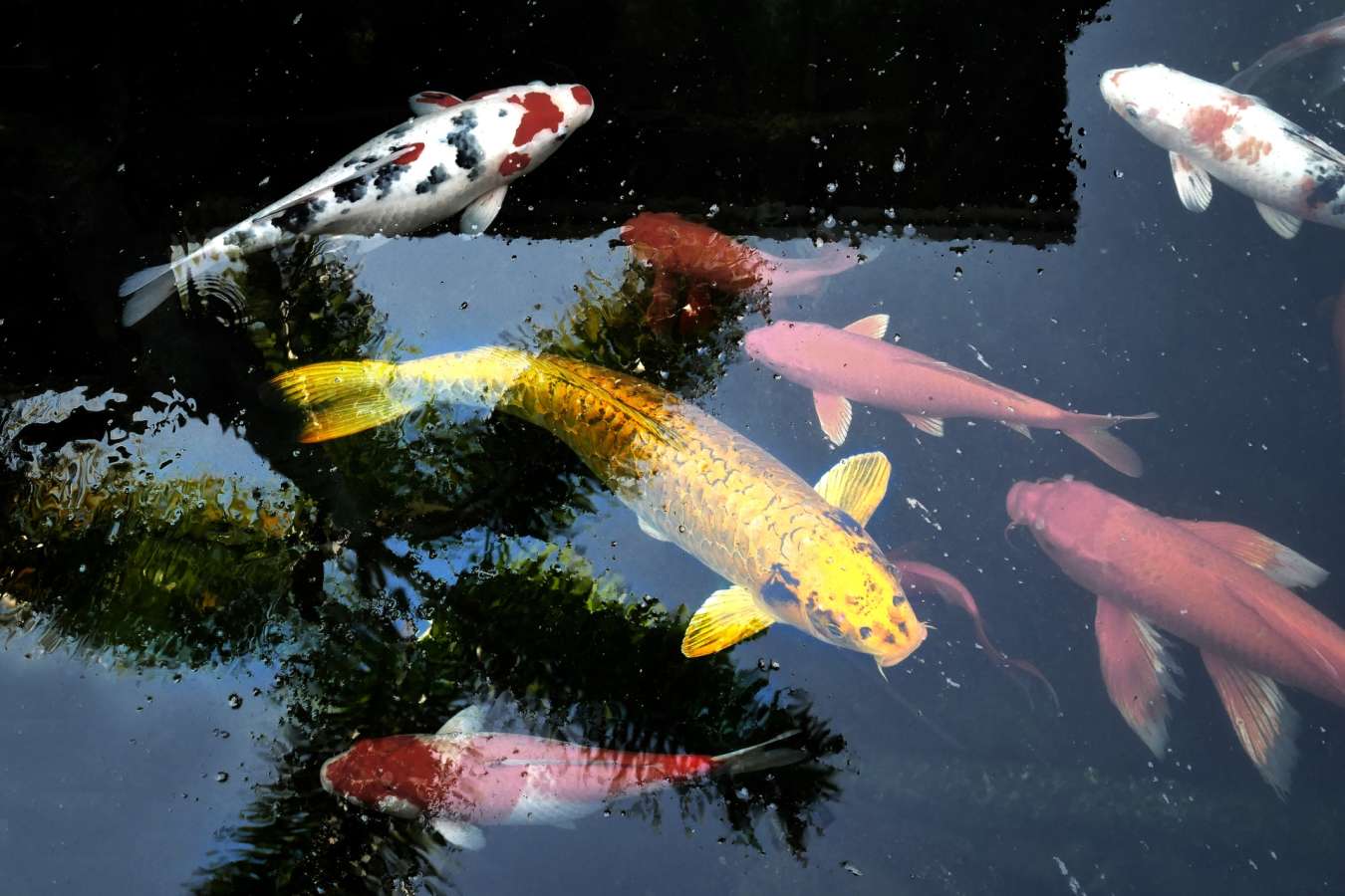 Fish - Hidatei Hanaougi