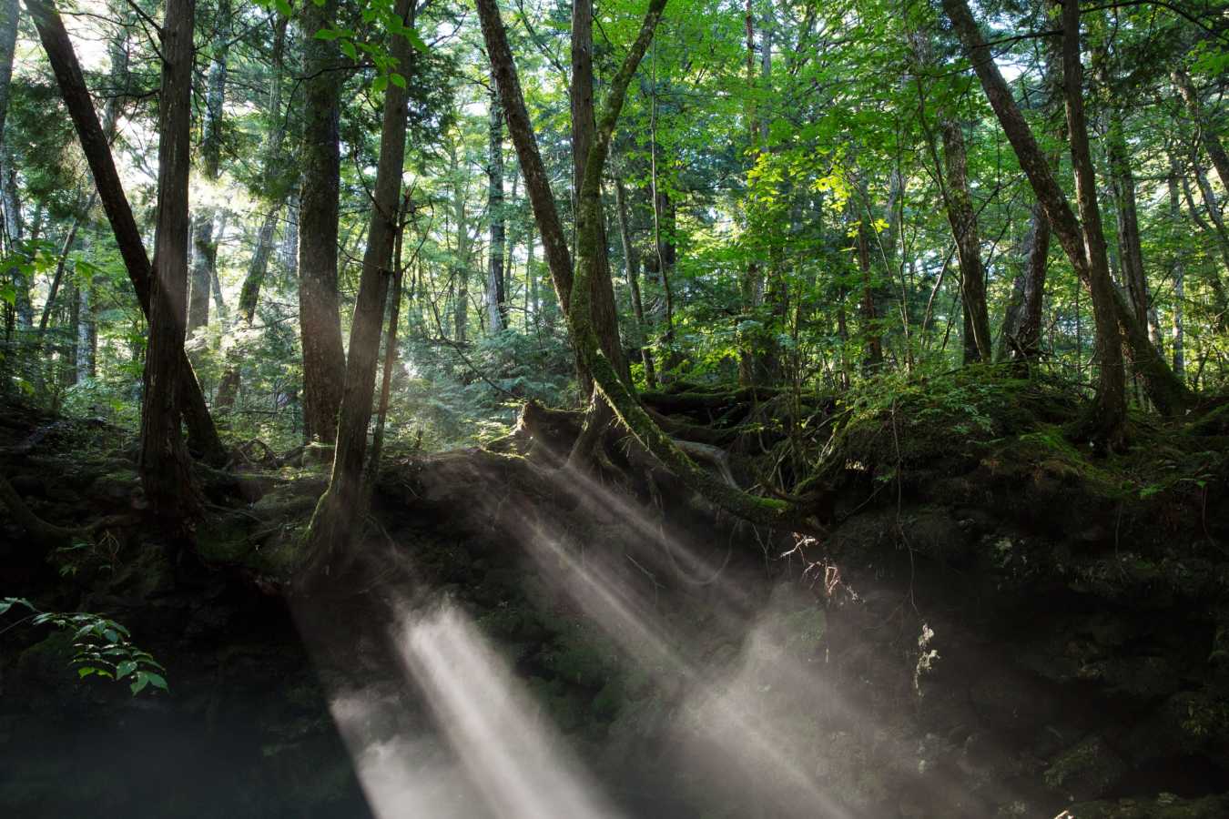 Forest - Credit Hoshinoya Fuji