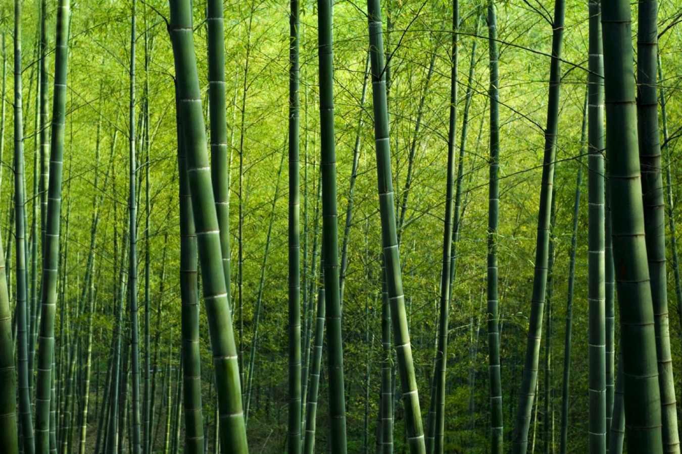 Discover Rest of Japan