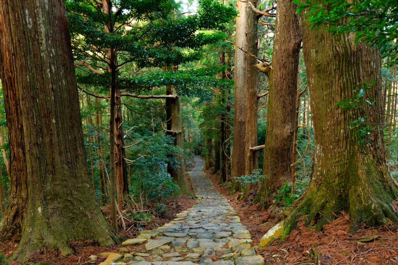 Kumano Kodo 
