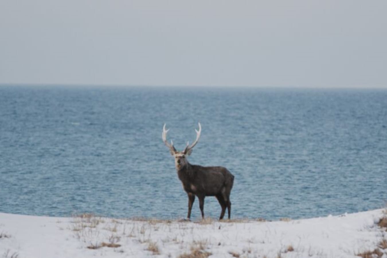 Deer near Niseko 