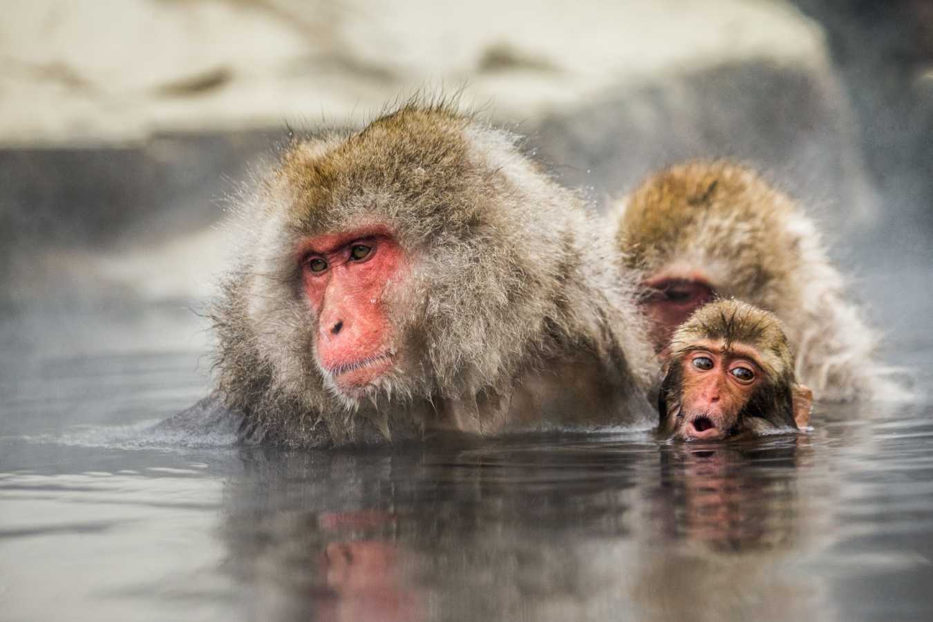 Japanese Macaque